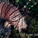 lionfish_common_nus_h_0705_png1903.jpg